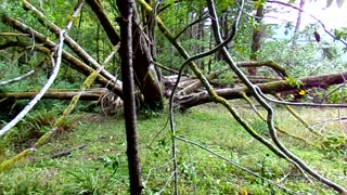 Out in the wilderness for a day 11/8/25: