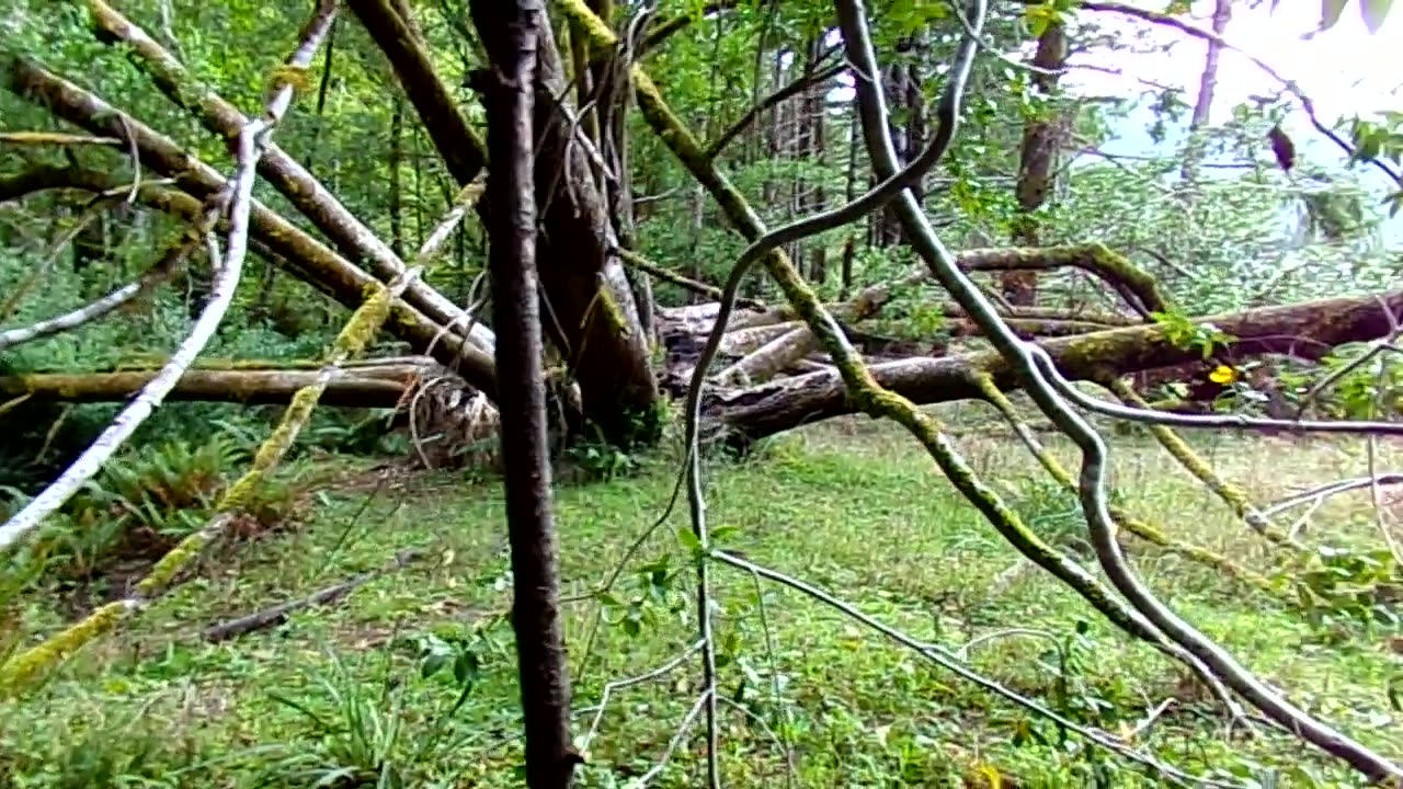 Out in the wilderness for a day 11/8/25: