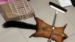 🏆🐿️ You Won't Believe This Squirrel's Acting Skills! | FunFM