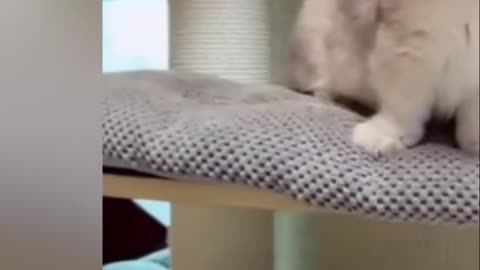 Adorable Kitten in a Dress Gets Pampered! So Cute!