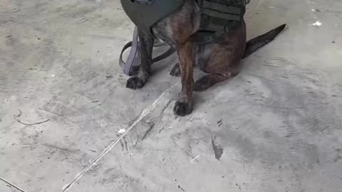Testing new K9 gear