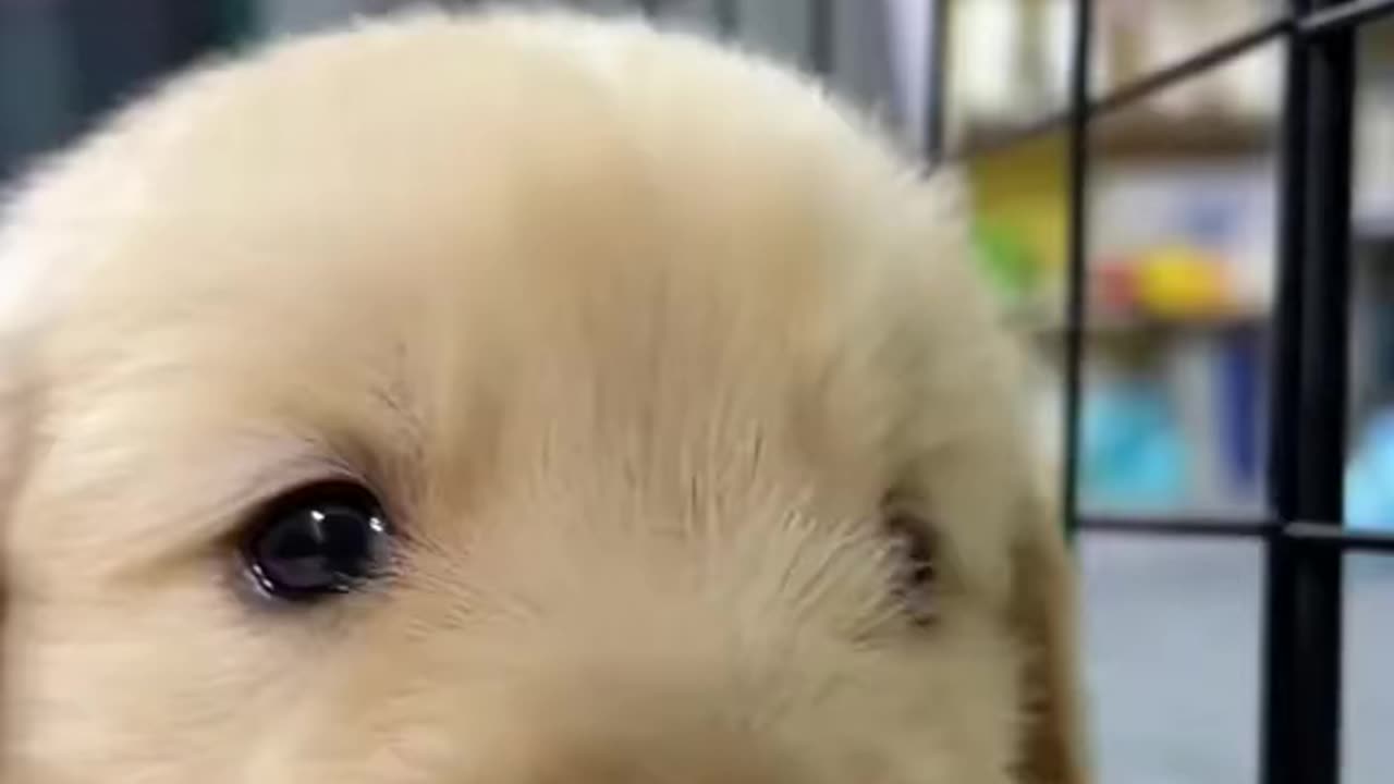 Cute Puppy Playing with Ball | Funny Dog Video