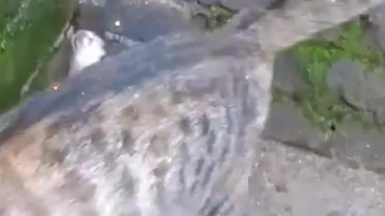 Funny Animal Video