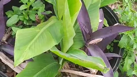 The purple always comes back