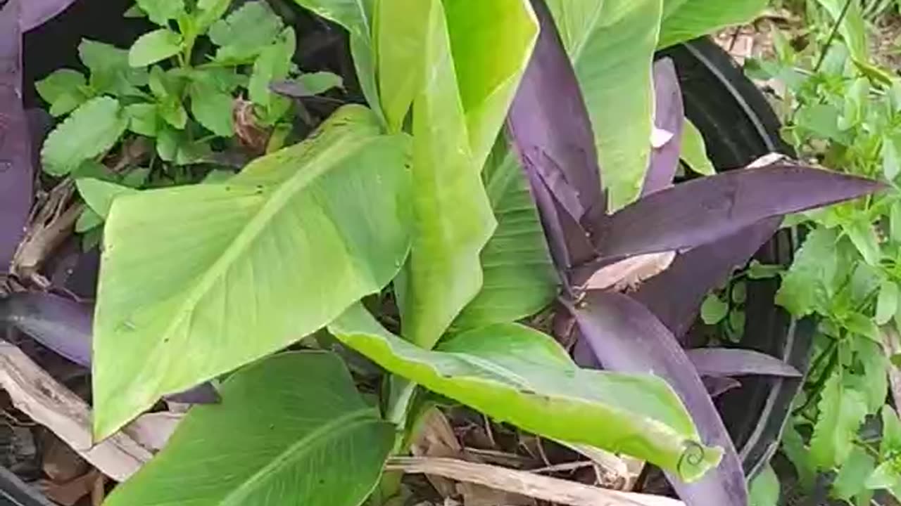 The purple always comes back