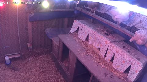 Sunday Night Perch Up Cam2