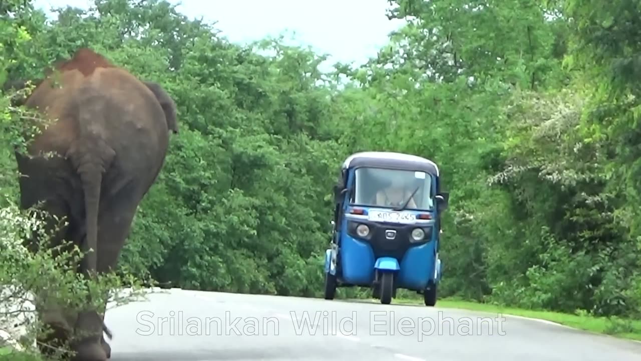 WILD LIFE