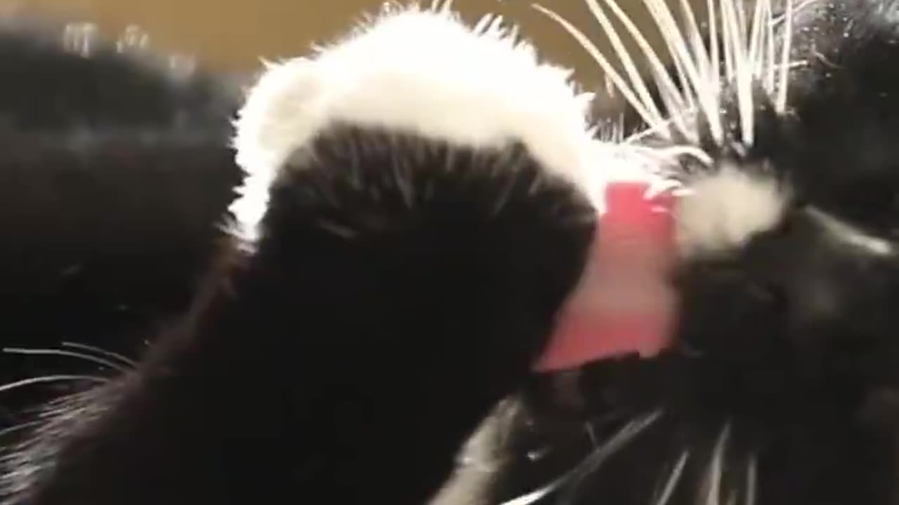 Daily Cat A Scope πΌπ«