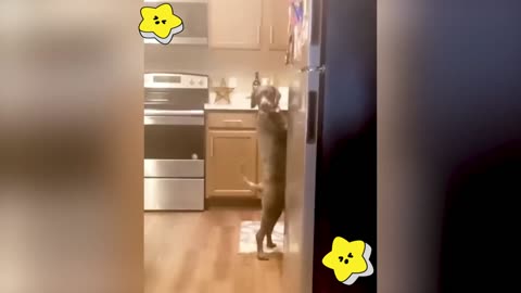 Funny Animal seri 11