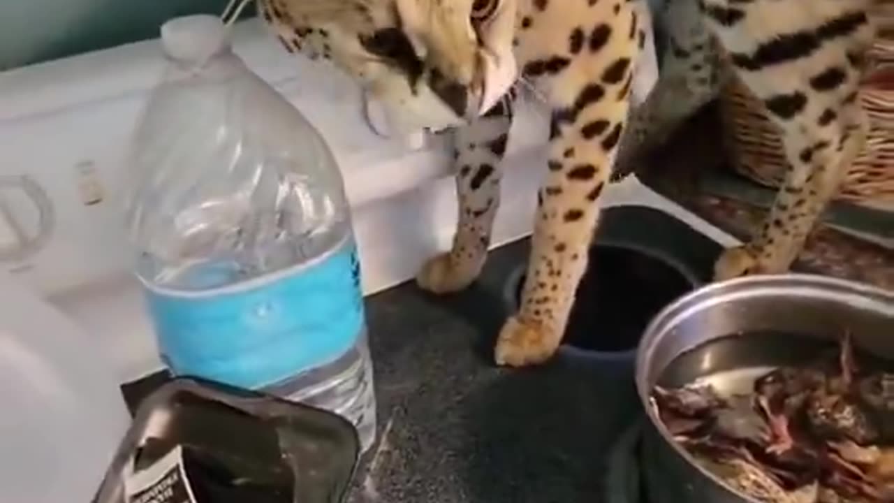 bro gets bullied by his cat everyday😭