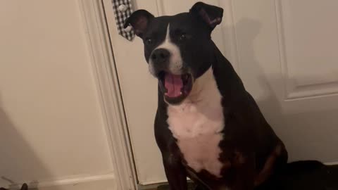 Dog Talks and Says Outside