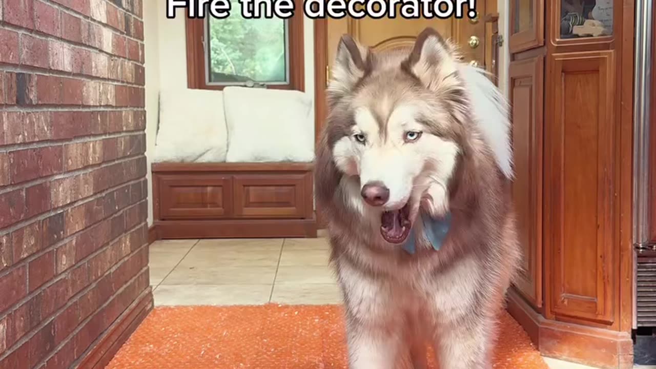OUR DOGS REACTION😂 TO BUBBLE WRAP