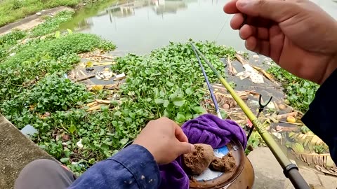 Pike Bait Fishing in River Weed Beds