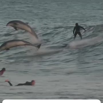 DOLPHINS SWIM WITH SURFERS🐬🌊🏄‍♂️🌊🐬🏄‍♀️📸SURFING AT CALIFORNIA BEACH🐬🏖️🏄🏊‍♂️🐬💫