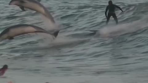 DOLPHINS SWIM WITH SURFERS🐬🌊🏄‍♂️🌊🐬🏄‍♀️📸SURFING AT CALIFORNIA BEACH🐬🏖️🏄🏊‍♂️🐬💫