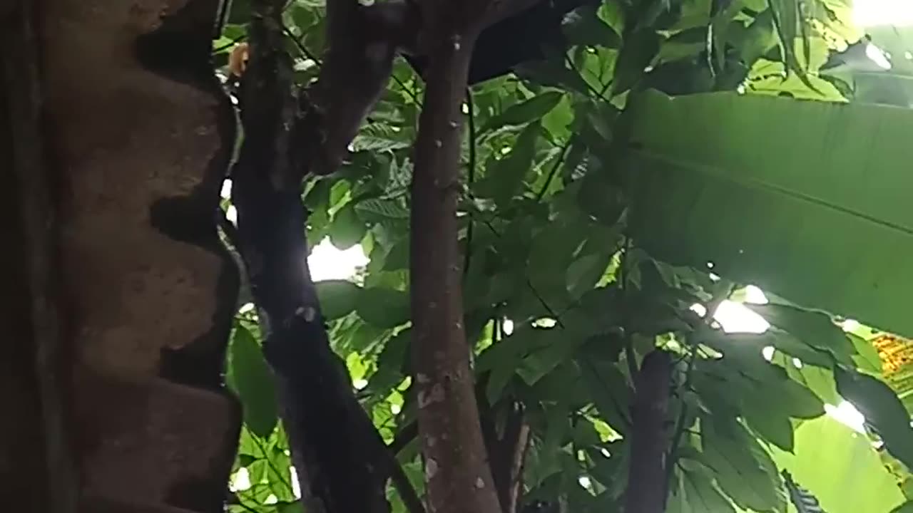 Cocoa frood