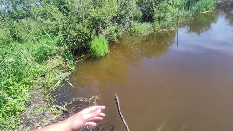 July 9-11, 2025 - Mid-Summer Beavers Continued