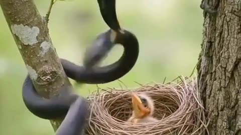 Mom bird protect his baby