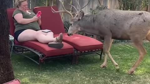 Man rescued a baby deer from floodwaters and adopted it