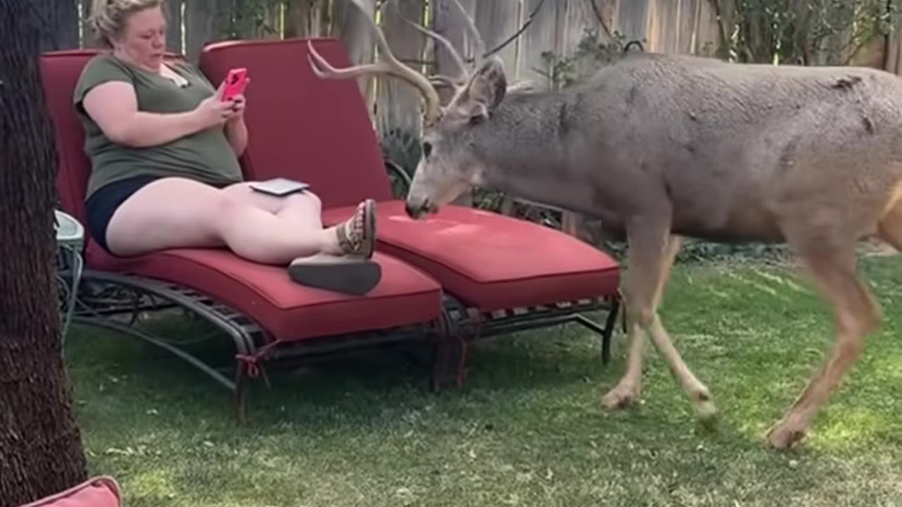 Man rescued a baby deer from floodwaters and adopted it
