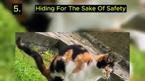 Top 5 Funny Cat Videos