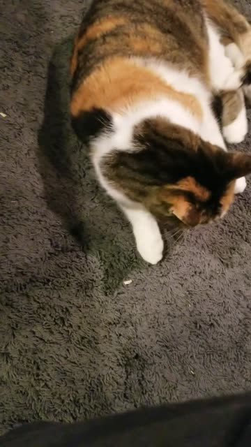 Mama cuddles with Lemongrab with Elsie also in arms reach. #SparklegleamFarm #Lemongrab #Elsie #farm