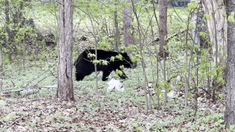 This bear came for a visit this morning 🐻