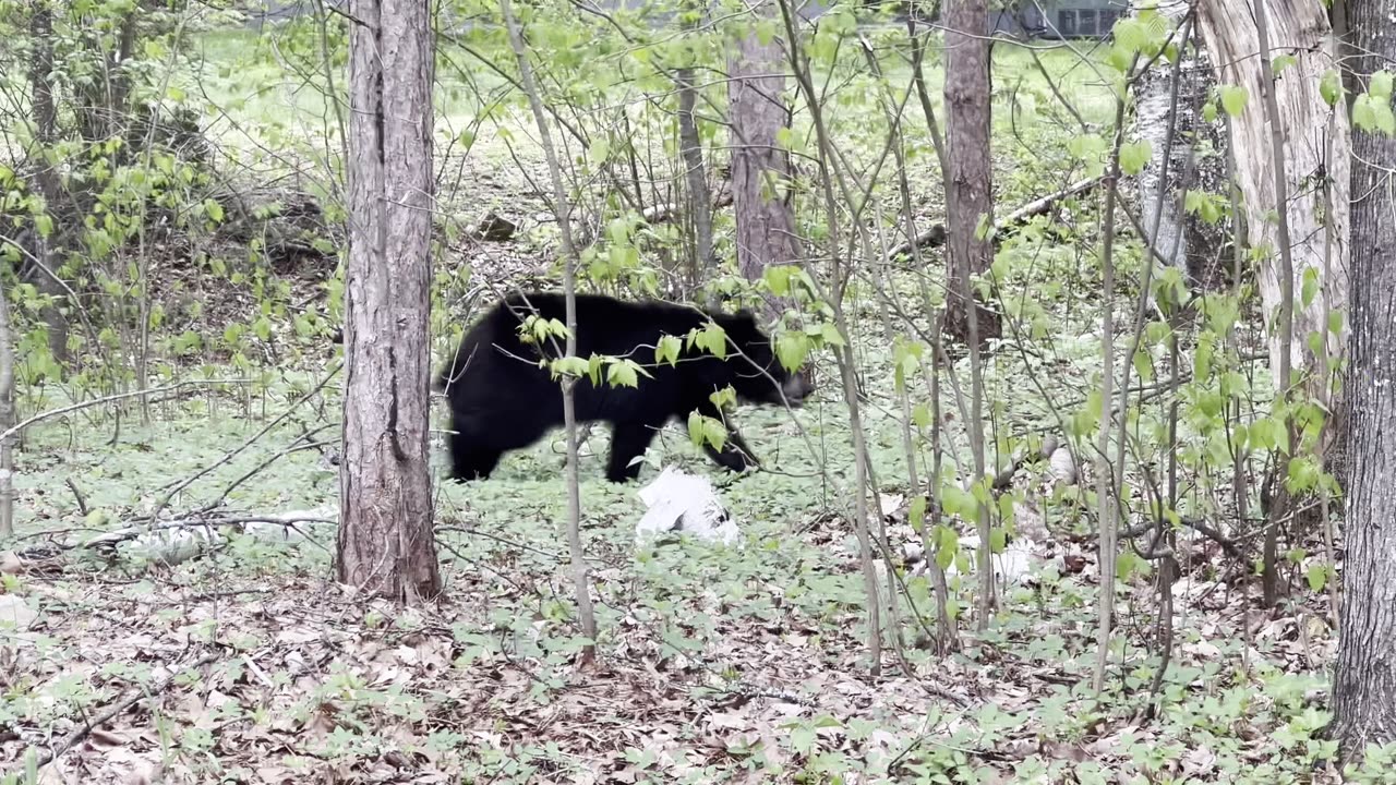 This bear came for a visit this morning 🐻