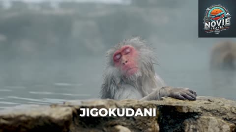 Wonderful Japan Ishigaki