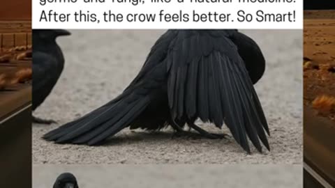 Smart Crow Uses Ants as Natural Medicine to Feel Better