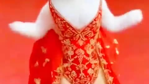 A little cat dancing