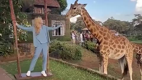 This Might Be the Funniest Thing You See Today 🤣 #funnyanimals #animalvideos #dogs #cats #shorts