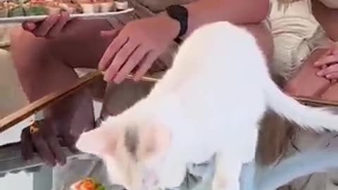 Shocking: Feeding A Cat $10 Vs $10,000 Sushi