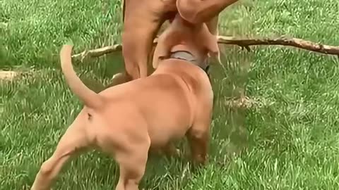 Funny dogs