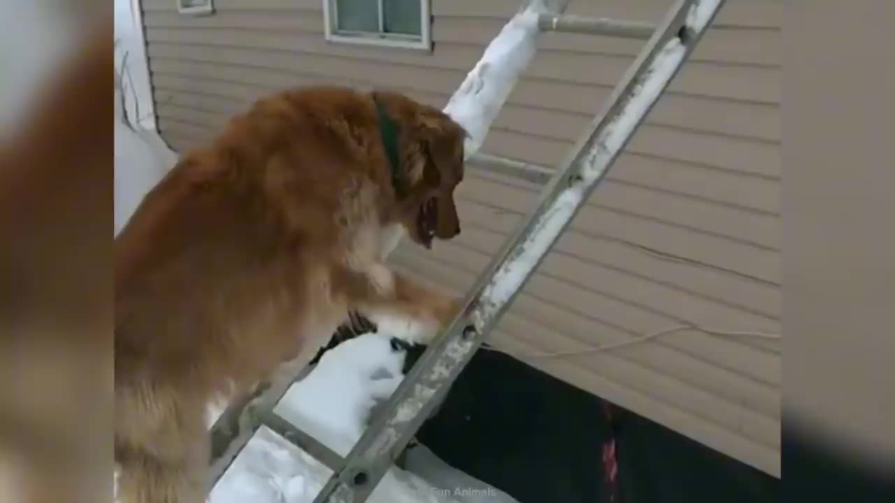 Funny ANIMALS videos😊Funniest CATS😹 and DOGS🐶 Fresh 2025 Compilation👌