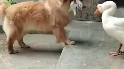 Funny video