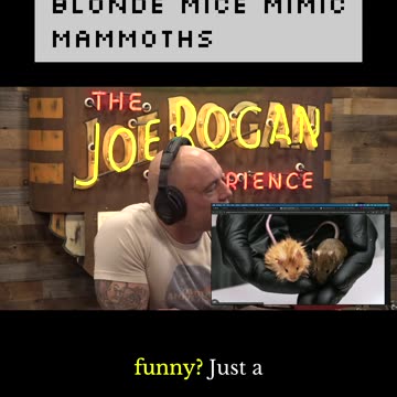 Blonde Mice Mimic Mammoths - Ben Lamm on JRE
