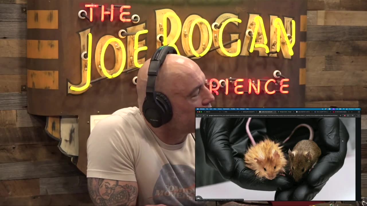 Blonde Mice Mimic Mammoths - Ben Lamm on JRE