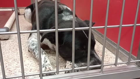 Maximus-B&White patches 3y A865059 Stormi-on bed 2y A808376 kennel 18 pod 1 PACC shelter2025919743