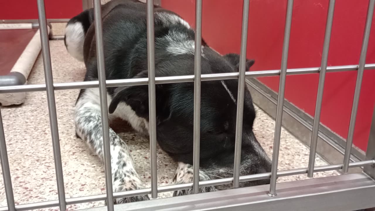 Maximus-B&White patches 3y A865059 Stormi-on bed 2y A808376 kennel 18 pod 1 PACC shelter2025919743