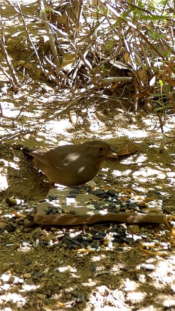 California Towhee🐦Rockrose Tangle Cafe