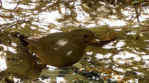California Towhee🐦Rockrose Tangle Cafe