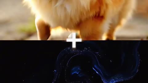 Dogs + Liquids Ep_ 2 (Basenji, Labrador, Corgi, Border Collie) (1080p60)
