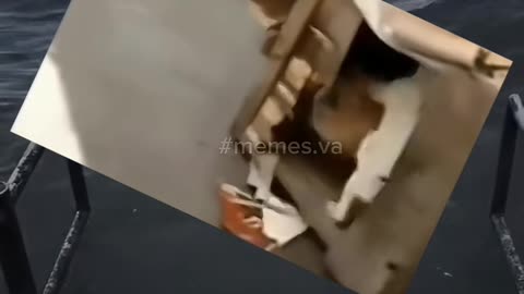 Funny Moments