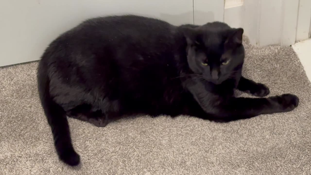 Cute Precious Piper is a Serious Security Guard - Adopting a Cat from a Shelter Vlog
