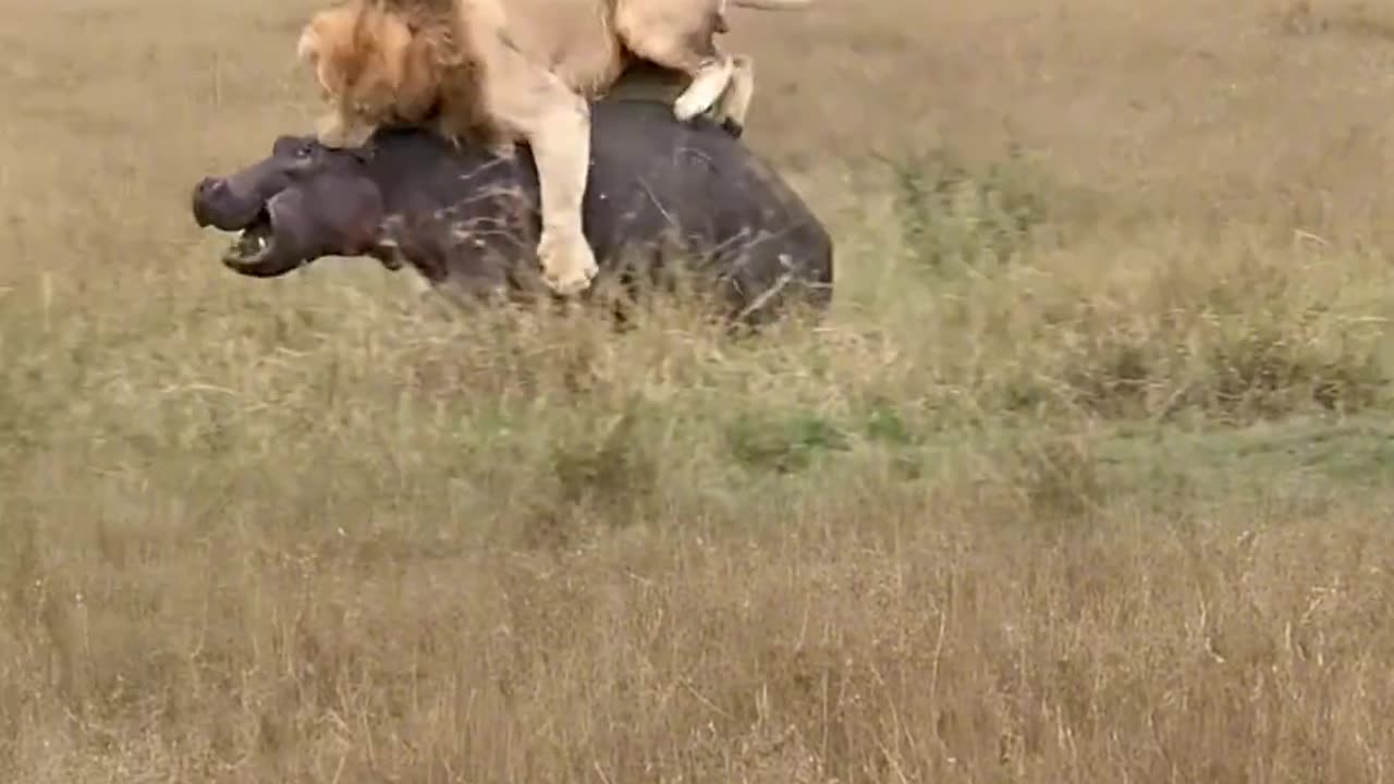 Lion vs Hippo | Brutal Wildlife Encounter Caught on Camera