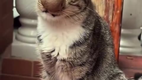 Funny shorts viral animal video