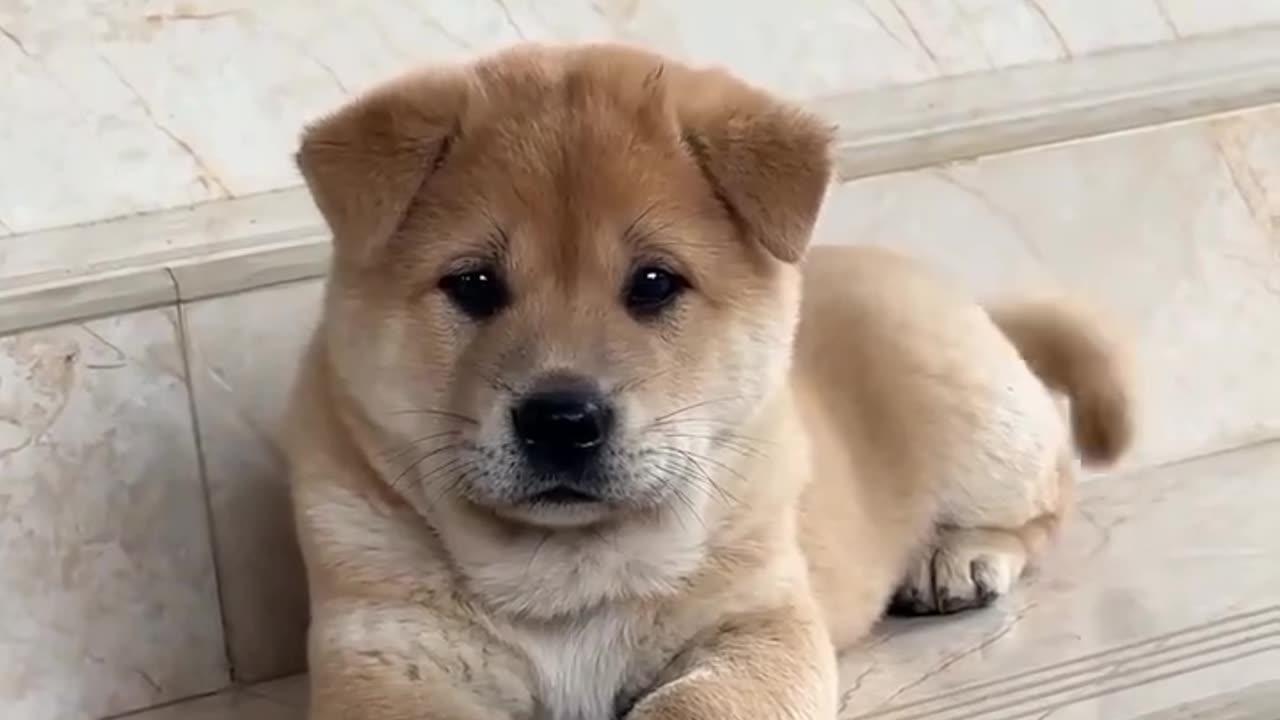 Beautiful puppy alert! 🐶