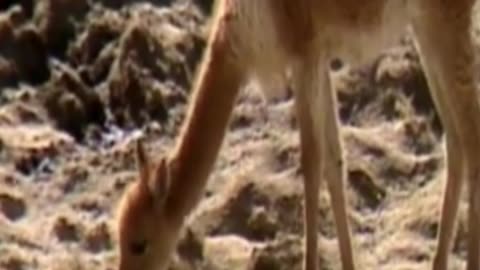 vicuña