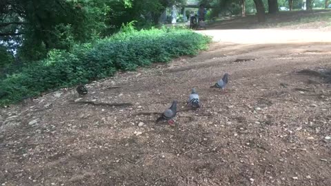 Ducks and cute pigeons find food on the ground